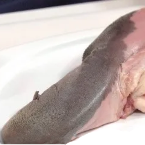 Lengua